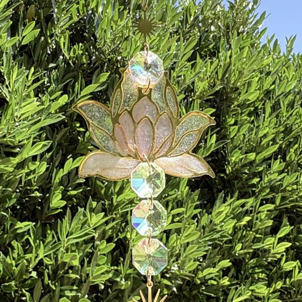 Lotus Aurore Rosée
